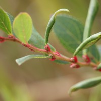 Gaultheria fragrantissima Wall.